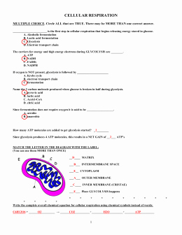 7.3 Cell Transport Worksheet Answers Awesome Studylib Essys Homework Help Flashcards Research