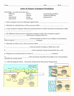 7.3 Cell Transport Worksheet Answers Beautiful Video Guide for Bozeman Biology – Cell Membrane 1