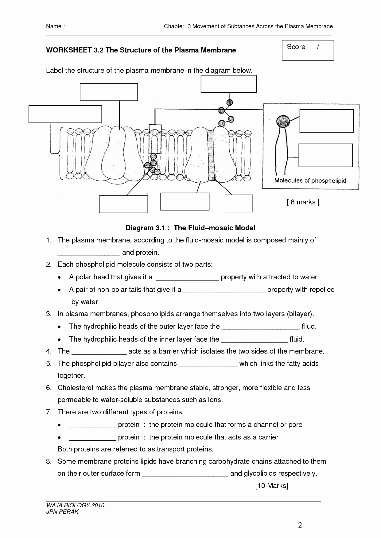 7.3 Cell Transport Worksheet Answers Elegant Cellular Structure and Function Section 4 Cellular
