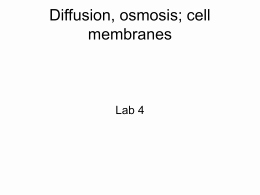 7.3 Cell Transport Worksheet Answers New Diffusion and Osmosis Worksheet Answers