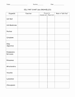 7.3 Cell Transport Worksheet Answers Unique Studylib Essys Homework Help Flashcards Research