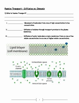 Active and Passive Transport Worksheet New Cell Transport Active and Passive Transport Worksheet