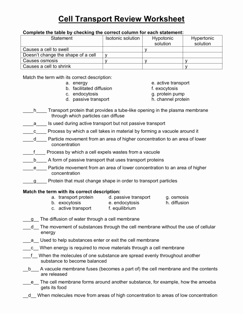 Active and Passive Transport Worksheet New Cell Transport Review Answers