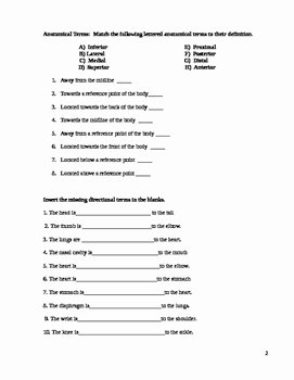 Anatomical Terms Worksheet Answers Awesome Anatomical and Directional Terms Worksheet by All Things