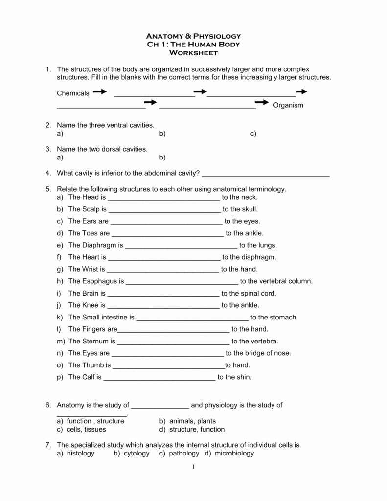 Anatomical Terms Worksheet Answers Awesome Anatomy &amp; Physiology Moore Public Schools