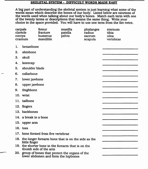 Anatomical Terms Worksheet Answers Elegant Anatomical Terminology Worksheet