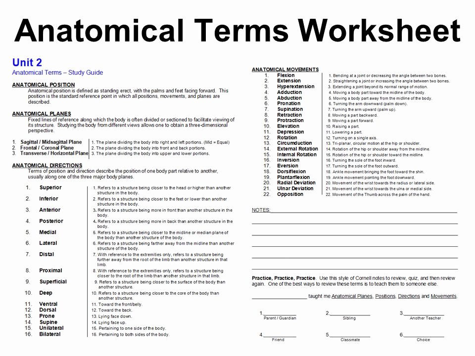 50 Anatomical Terms Worksheet Answers | Chessmuseum ...
