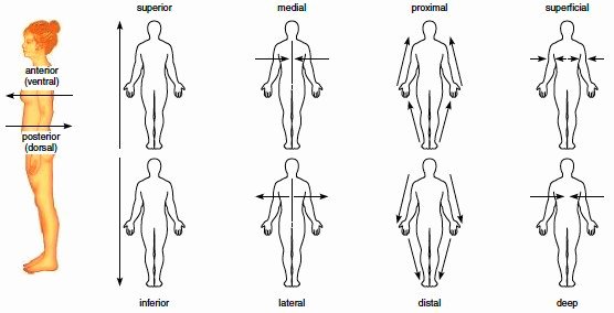 50 Anatomical Terms Worksheet Answers