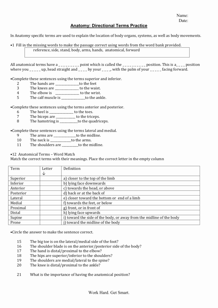 Anatomical Terms Worksheet Answers Fresh Anatomical Terms Worksheet
