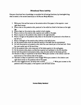 Anatomical Terms Worksheet Answers Fresh Anatomy Directional Terms Activity by Sandra Spencer