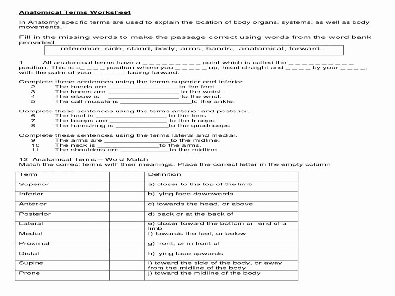 50 Anatomical Terms Worksheet Answers