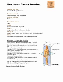 Anatomical Terms Worksheet Answers Fresh Introduction to Human Anatomy Terminology by Biology