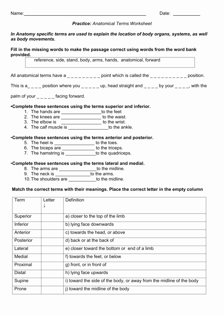 50 Anatomical Terms Worksheet Answers