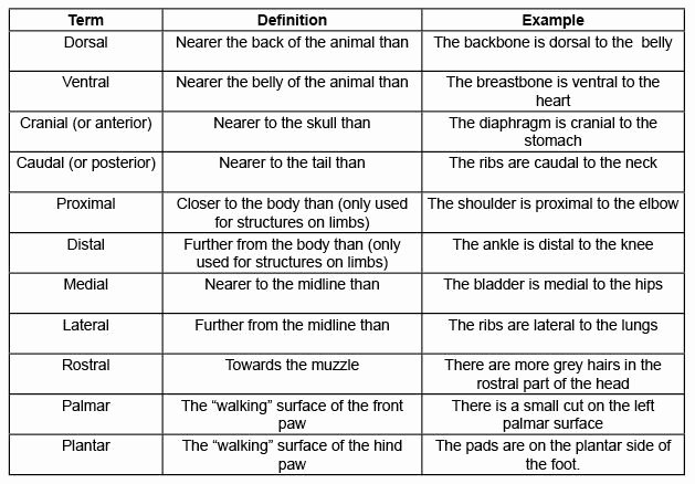 Anatomical Terms Worksheet Answers Lovely Other Worksheet Category Page 756 Worksheeto