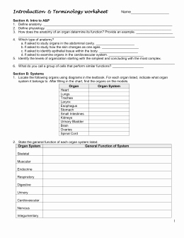 Anatomical Terms Worksheet Answers Lovely Studylib Essys Homework Help Flashcards Research