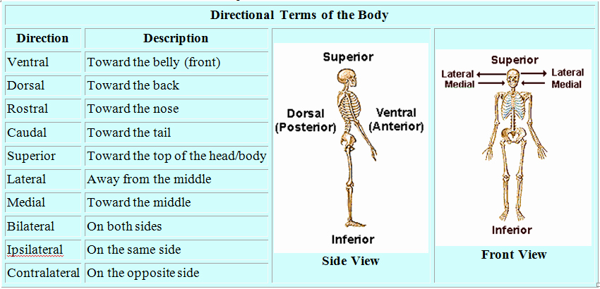 Anatomical Terms Worksheet Answers New Directional Terms Anatomy