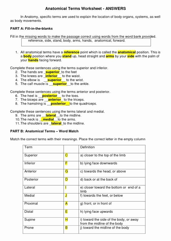 50 Anatomical Terms Worksheet Answers