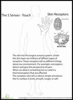 Anatomy Of the Constitution Worksheet Fresh 1000 Images About Cc3 W5 On Pinterest