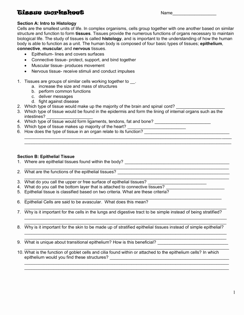 Anatomy Of the Constitution Worksheet New Anatomy the Constitution Worksheet Yooob