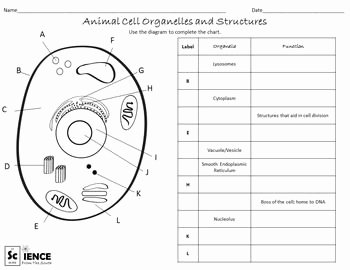 Animal and Plant Cells Worksheet Awesome Plant and Animal Cells Worksheets for Middle and High