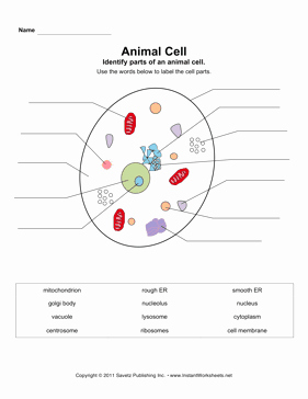 Animal and Plant Cells Worksheet Fresh Animal Cell