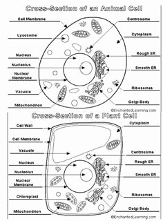 Animal and Plant Cells Worksheet Inspirational 1000 Images About Plant Animal Cells On Pinterest