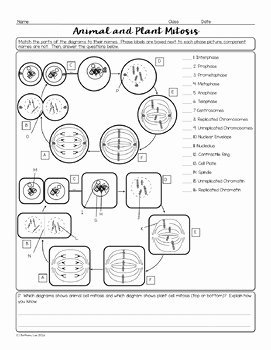 Animal and Plant Cells Worksheet Inspirational Animal and Plant Cell Mitosis Biology Homework Worksheet