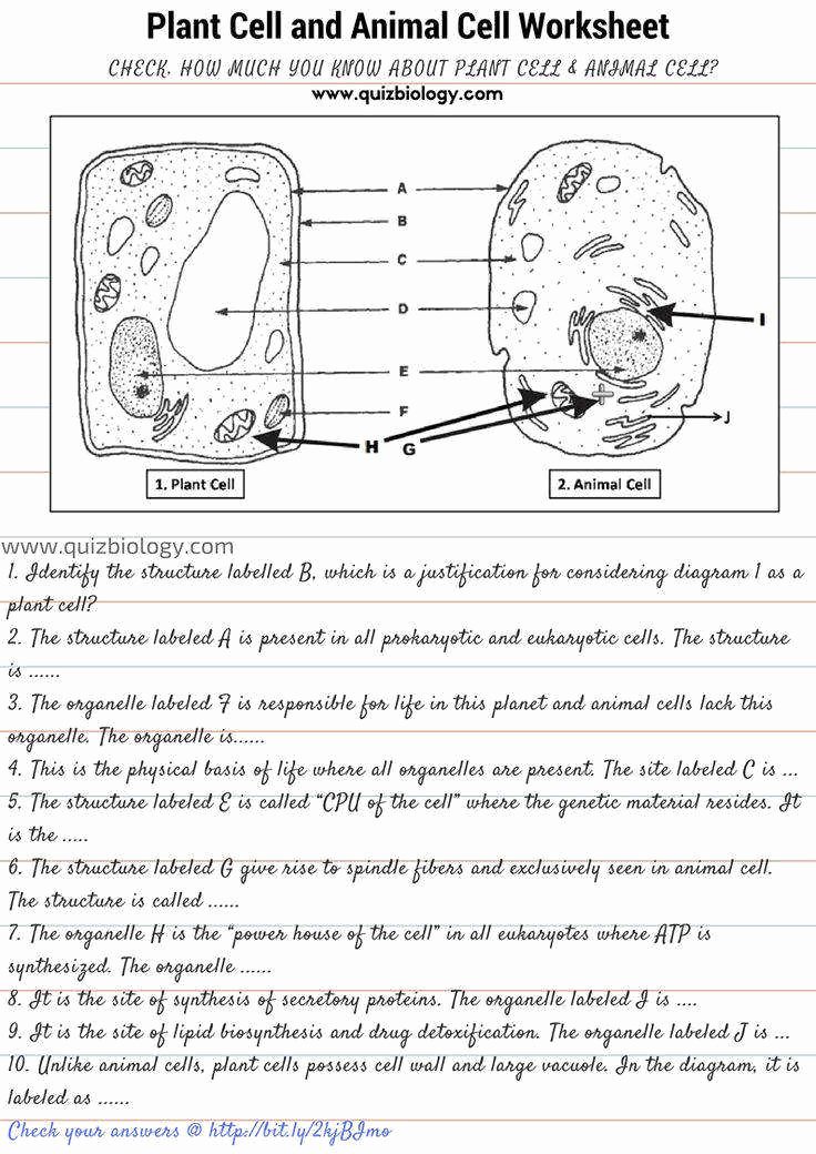 Animal and Plant Cells Worksheet Inspirational Animal and Plant Cells Worksheet