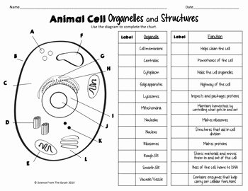 Animal and Plant Cells Worksheet Inspirational Plant and Animal Cells Worksheets for Middle and High