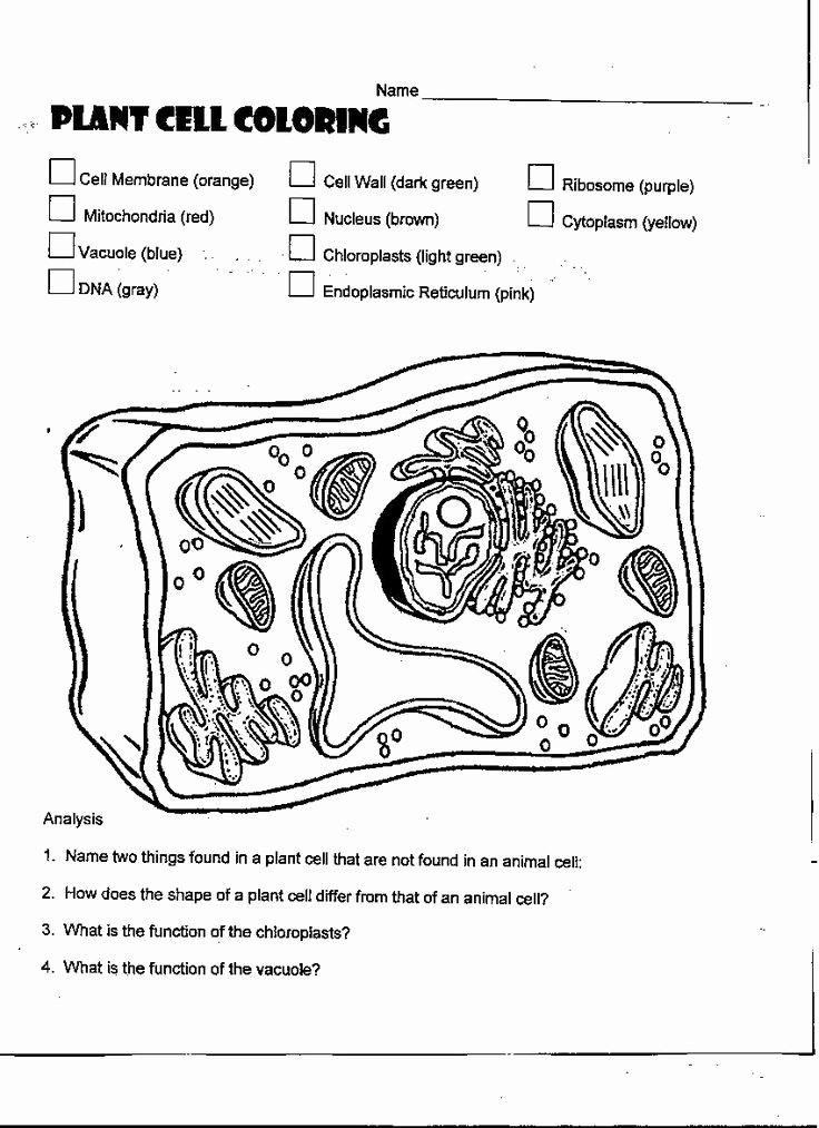 Animal and Plant Cells Worksheet Inspirational Plant Cell Coloring Diagram Worksheet Answers