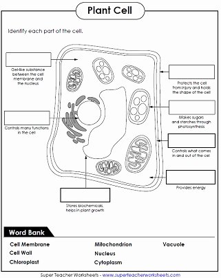 Animal and Plant Cells Worksheet New Animal and Plant Cell Worksheets