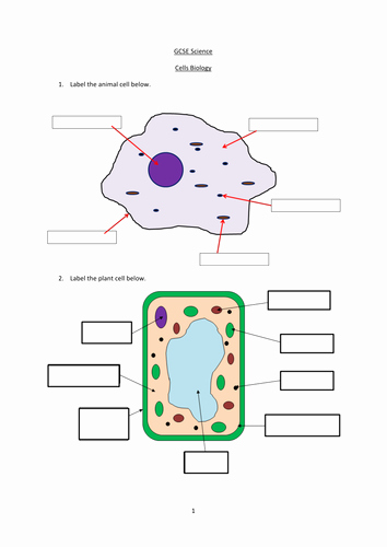 Animal and Plant Cells Worksheet New Gcse Cell Biology by Joetgm