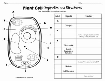 Animal and Plant Cells Worksheet New Plant and Animal Cells Worksheets for Middle and High