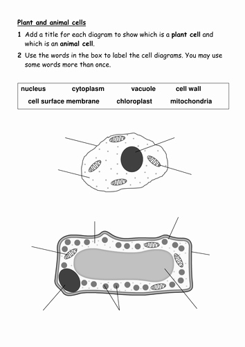 Animal and Plant Cells Worksheet Unique 7ad Plant and Animal Cells Worksheet by Specscience