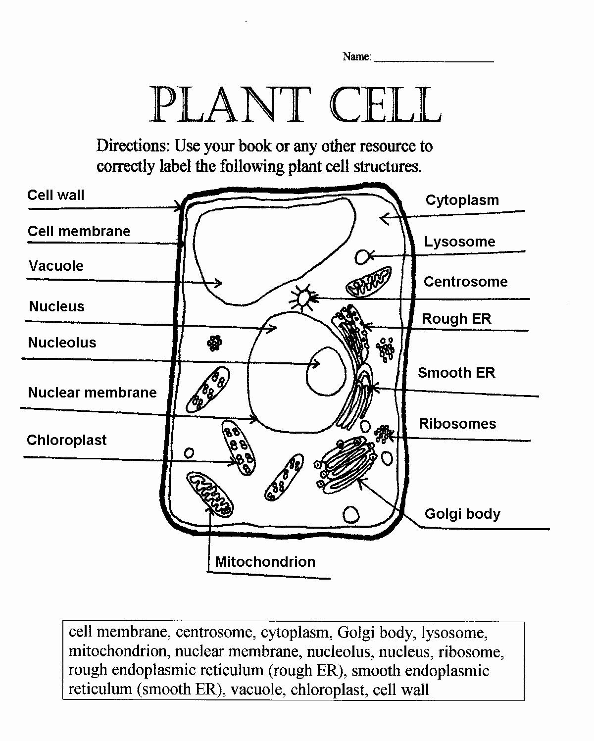 Label A Plant Cell Worksheet Answers