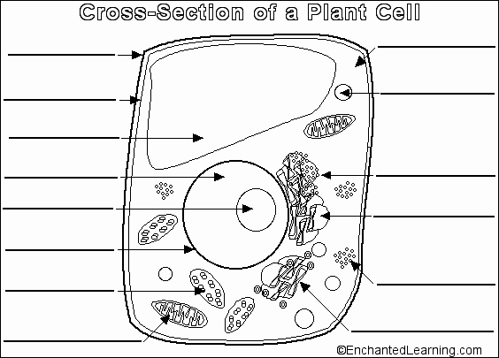 Animal and Plant Cells Worksheet Unique the Parts Of An Plant Cell Quiz by Scole9179