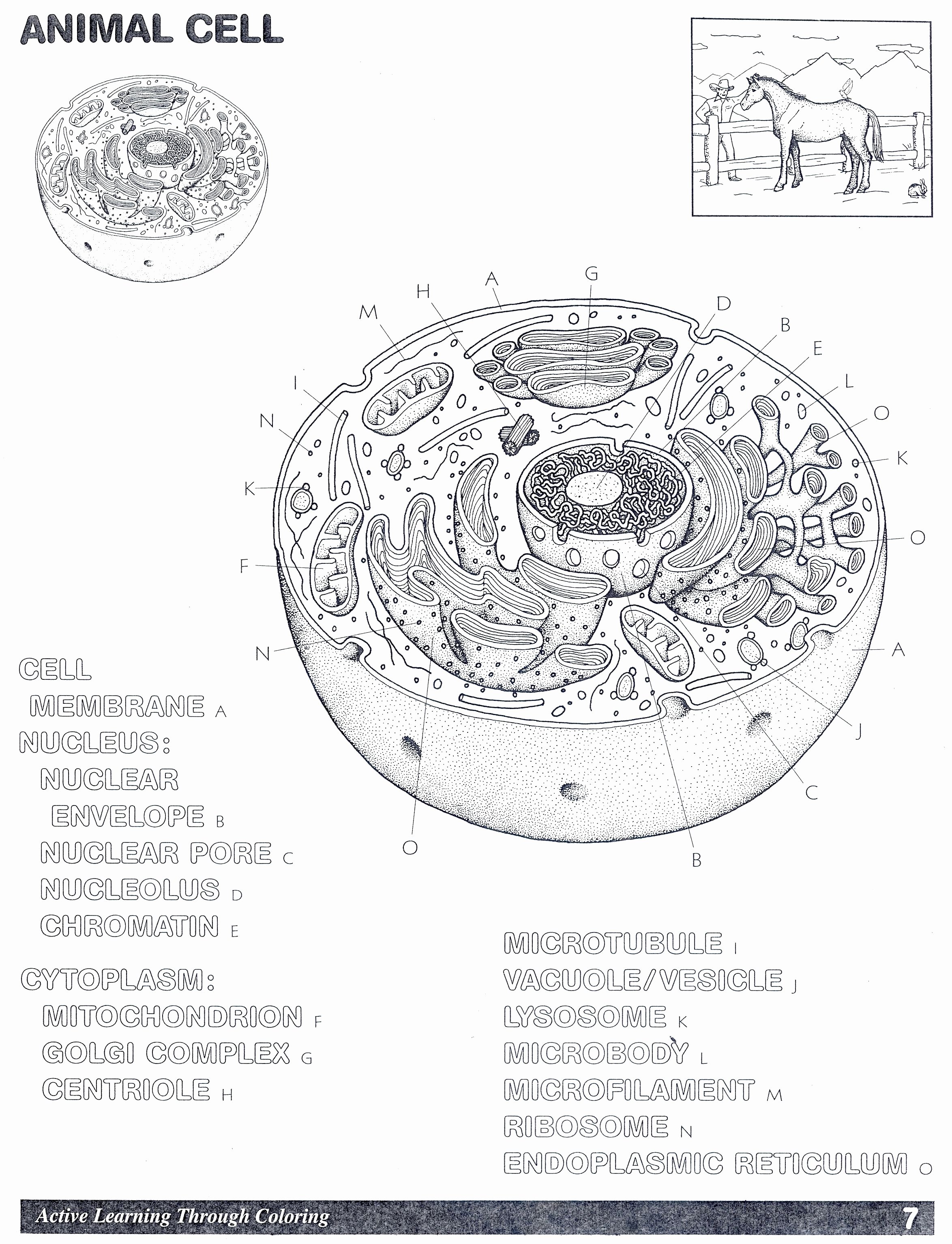 Animal Cell Coloring Worksheet Awesome Animal Cell Coloring Worksheet Answers Coloring Pages