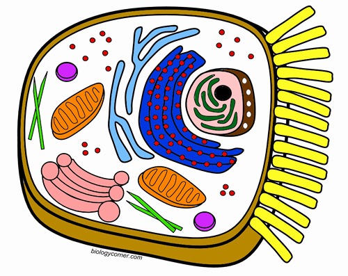 Animal Cell Coloring Worksheet Beautiful Color A Typical Animal Cell