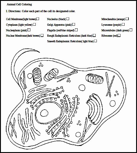 Animal Cell Coloring Worksheet Elegant Chsh Teach Cytology Study Of Cells