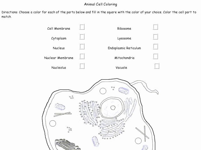 Animal Cell Coloring Worksheet Elegant Interphase Coloring Pages