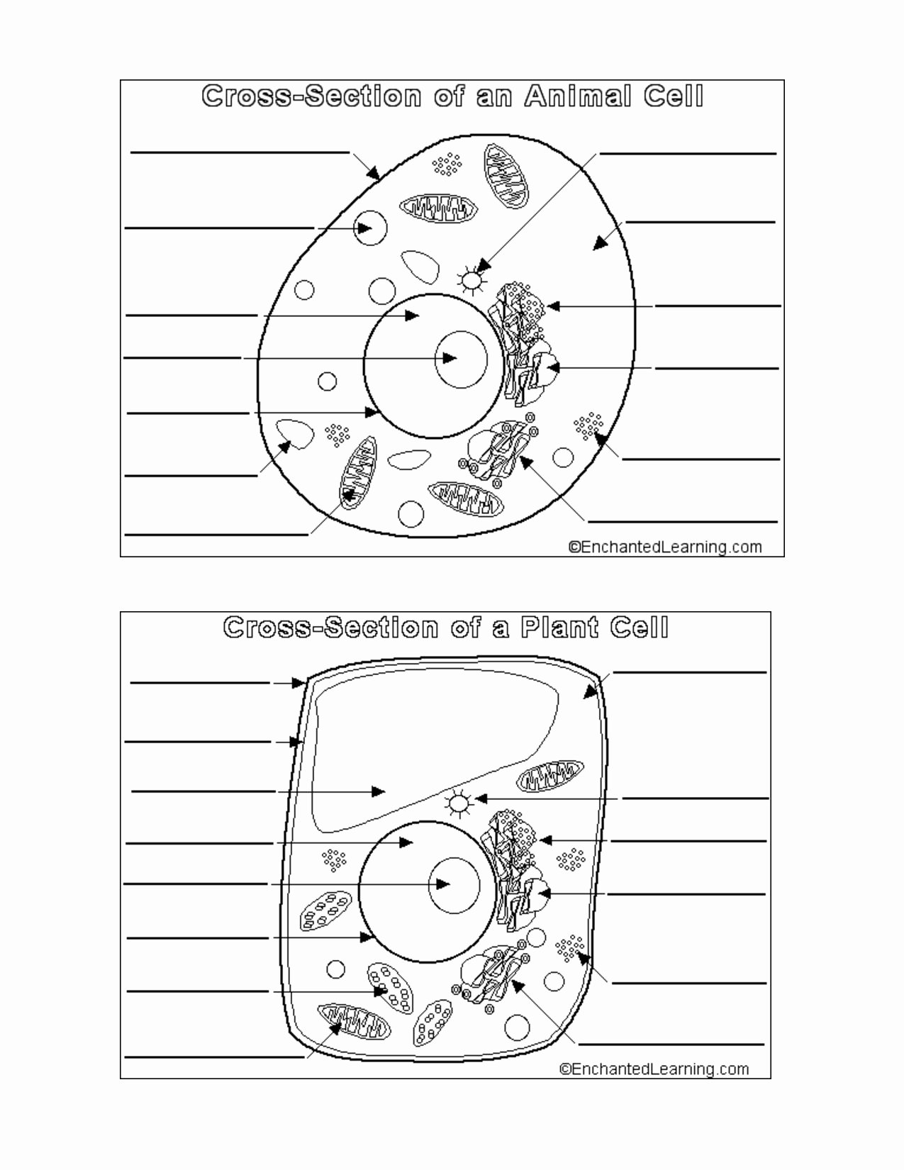 Animal Cell Coloring Worksheet Fresh Animal Cell Coloring Page Coloring Home