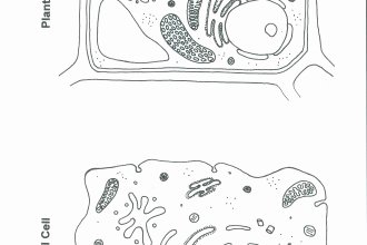 Animal Cell Coloring Worksheet Fresh Blank Cell Diagrams Quiz Biological Science Picture