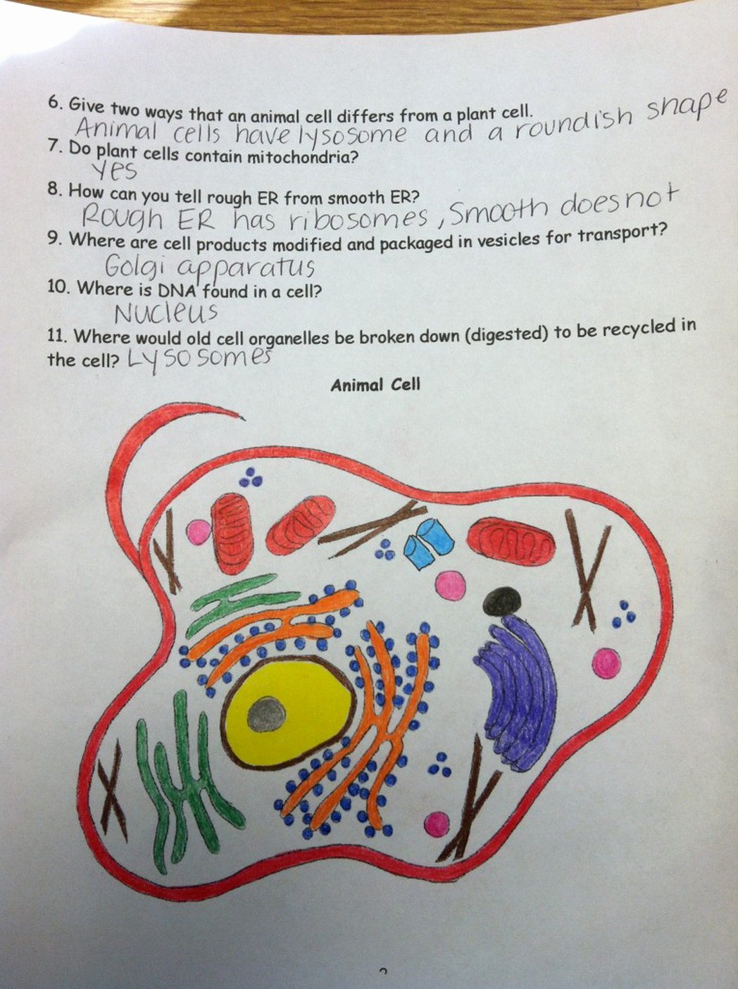 Animal Cell Coloring Worksheet Inspirational Animal Cell Answer Key Page Coloring Pages for