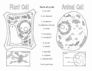 Animal Cell Coloring Worksheet Inspirational Plant and Animal Cells Brochure Ce 1 by Bluebird Teaching