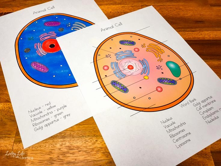 Animal Cell Coloring Worksheet Luxury Human Body Worksheets for Kids