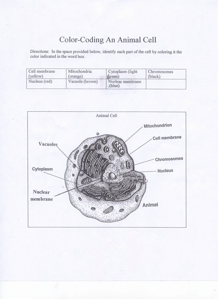 Animal Cell Coloring Worksheet Luxury Printable Plant and Animal Cell