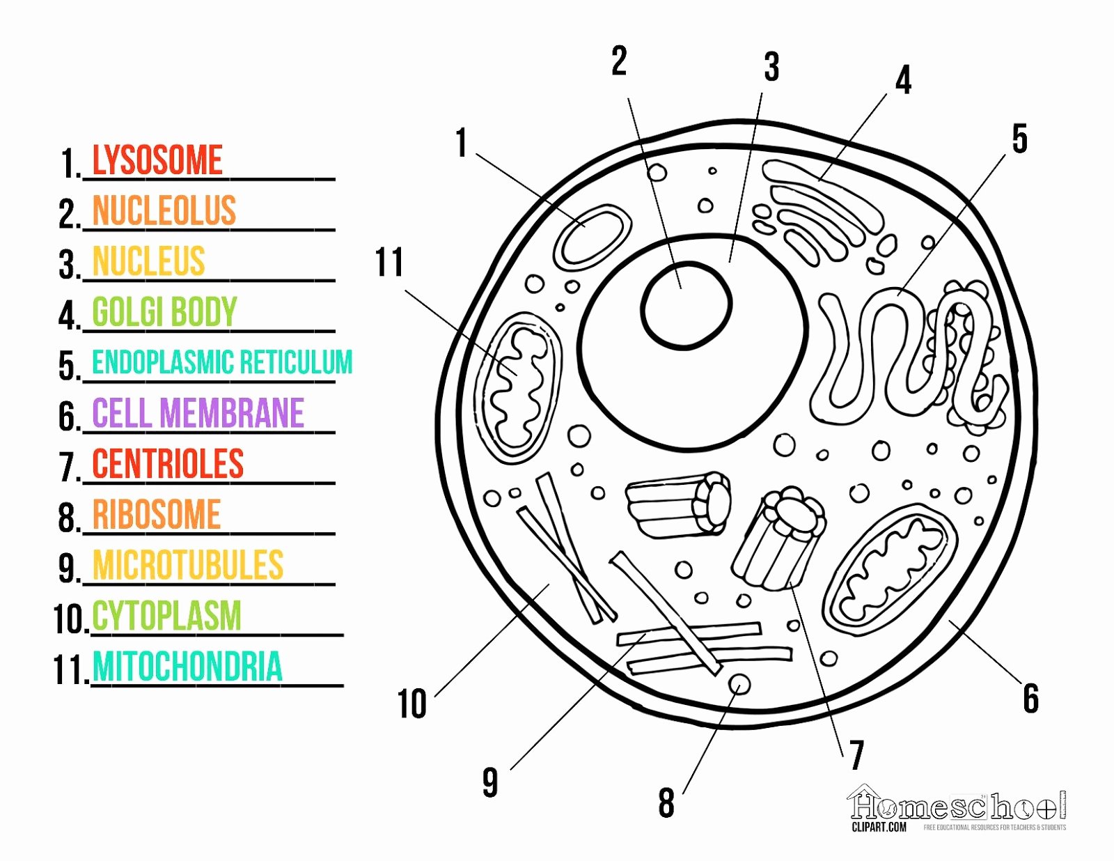 Animal Cell Coloring Worksheet Luxury Third Cycle D’octubre 2015