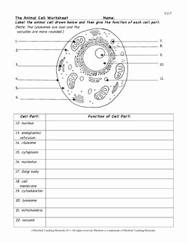 Animal Cell Coloring Worksheet New Animal Cell Color Page Wor by Bluebird Teaching