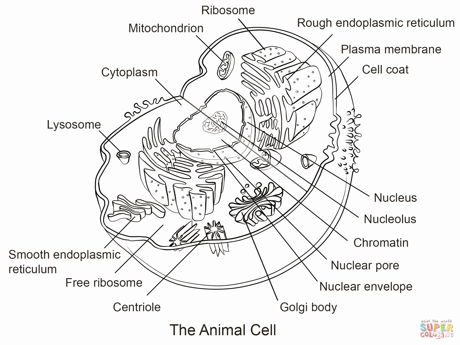 Animal Cell Coloring Worksheet New Animal Cell Coloring Page