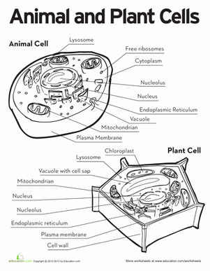 Animal Cell Coloring Worksheet Unique Animal and Plant Cells
